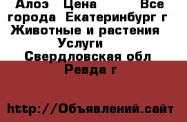 Алоэ › Цена ­ 150 - Все города, Екатеринбург г. Животные и растения » Услуги   . Свердловская обл.,Ревда г.